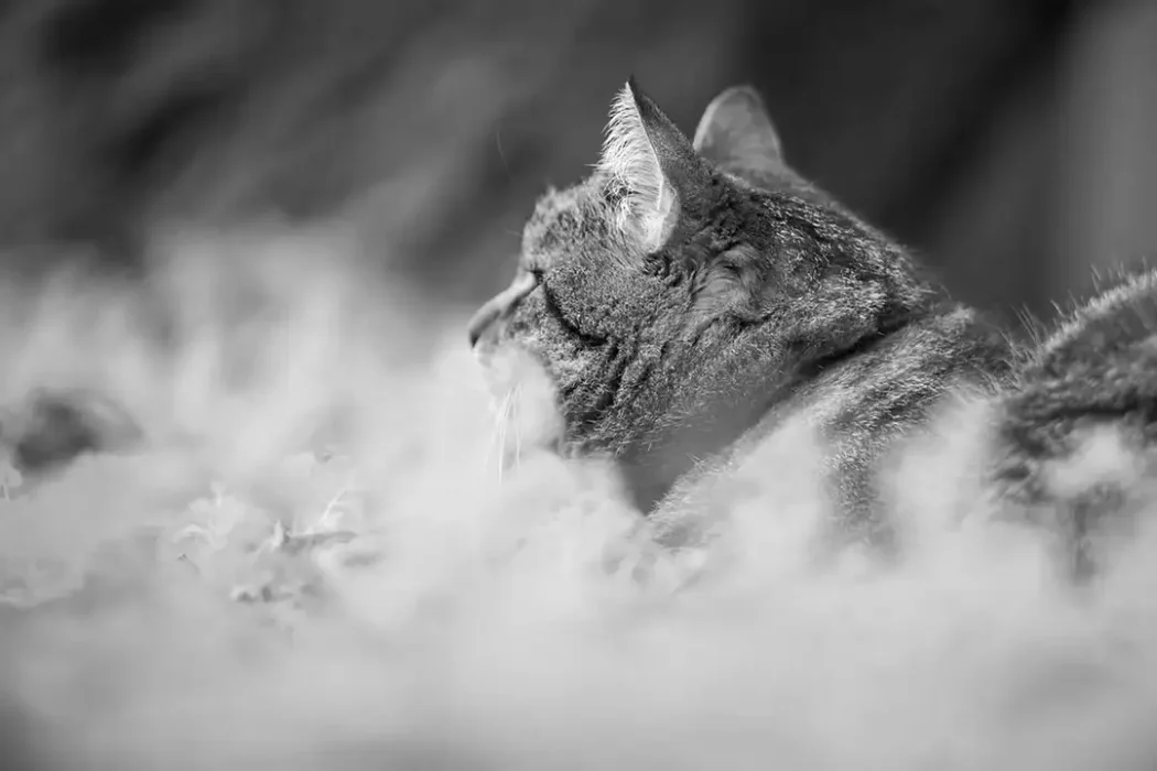 Na-Pa-Luna_004