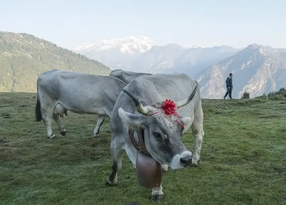 Na-Pa-transumanza_002